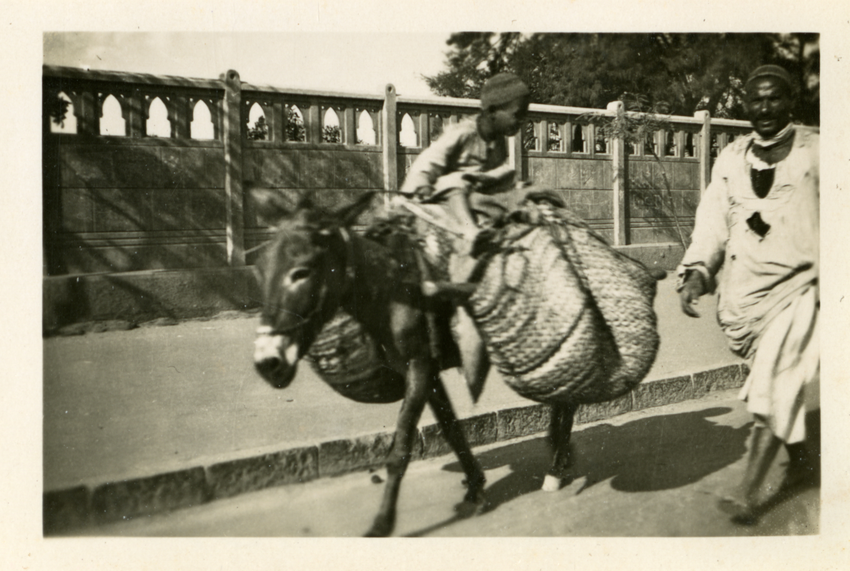 Egyptian boy rides donkey, Cairo | The Digital Collections of the ...